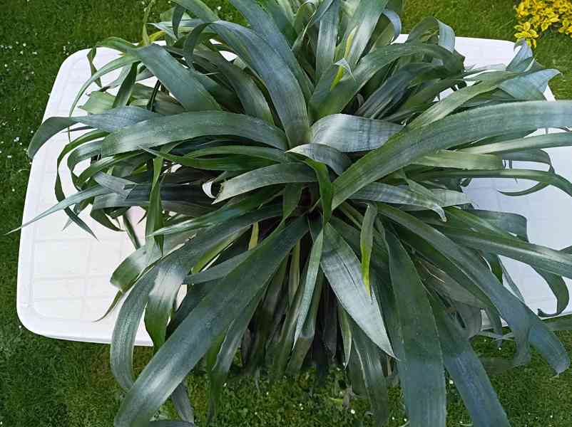 Billbergia nutans - bilbergie, čínský oves. Kvete od září do - foto 5