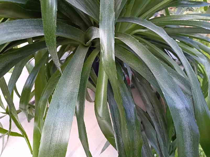 Billbergia nutans - bilbergie, čínský oves. Kvete od září do - foto 9
