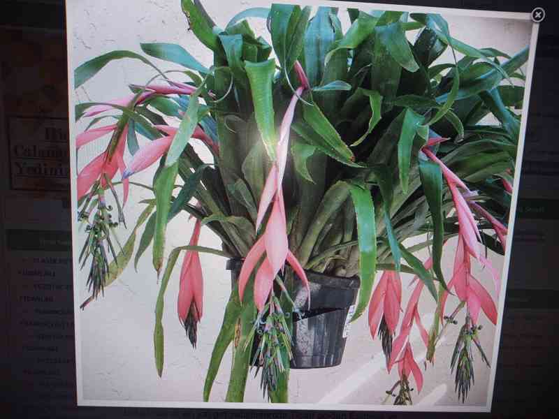 Billbergia nutans - bilbergie, čínský oves. Kvete od září do - foto 2
