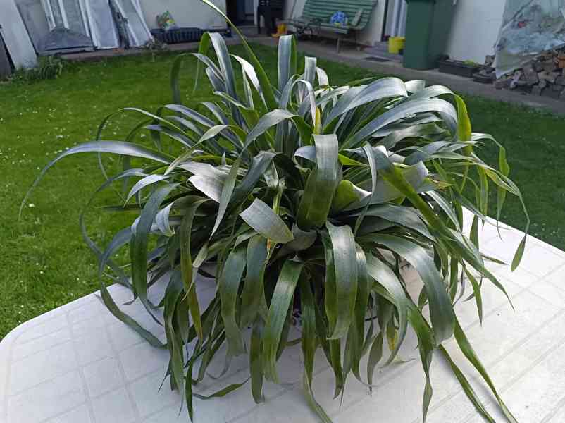 Billbergia nutans - bilbergie, čínský oves. Kvete od září do - foto 8
