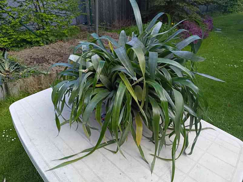 Billbergia nutans - bilbergie, čínský oves. Kvete od září do - foto 7