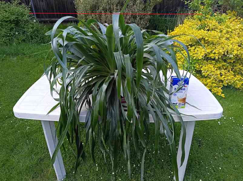 Billbergia nutans - bilbergie, čínský oves. Kvete od září do - foto 3