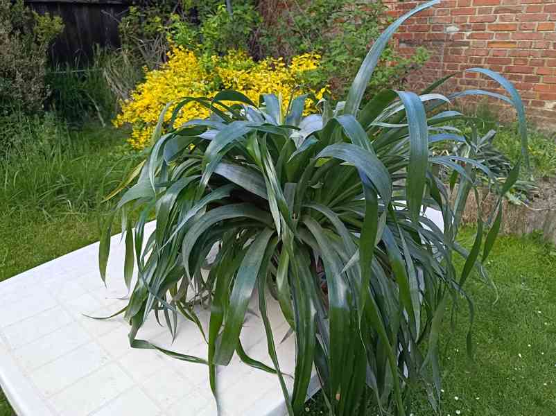 Billbergia nutans - bilbergie, čínský oves. Kvete od září do - foto 6