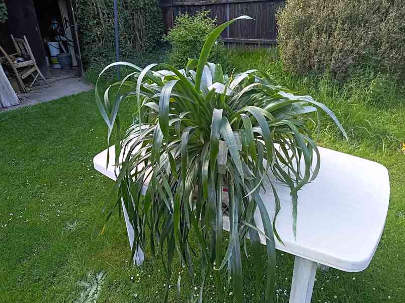 Billbergia nutans - bilbergie, čínský oves. Kvete od září do - foto 4