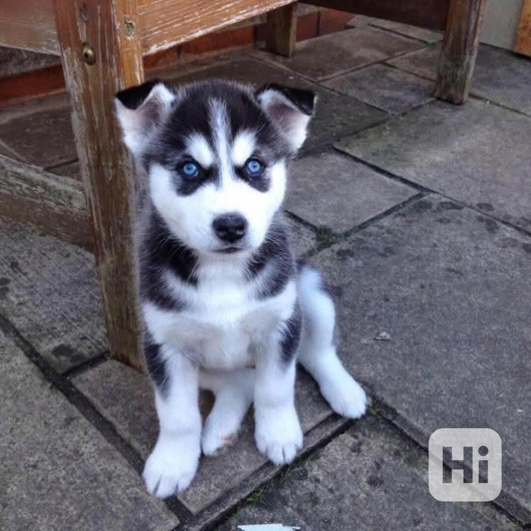Sibiřský husky štěňátka - foto 1