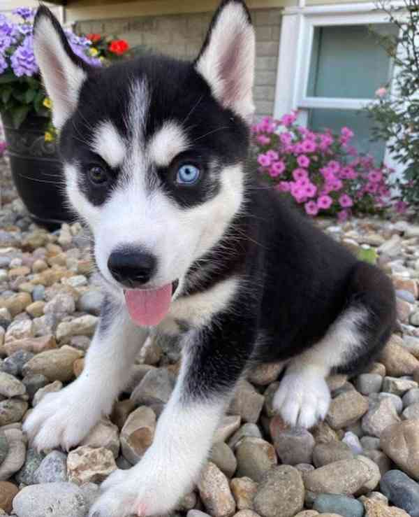 Sibiřský husky štěňátka - foto 2