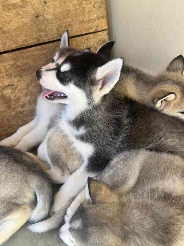 Sibiřský husky štěňátka - foto 3