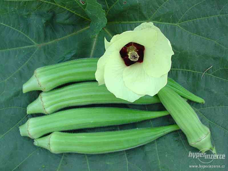 Okra - Ibiškovec jedlý - semena 5 ks - foto 1