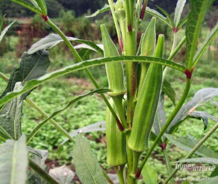 Okra - Ibiškovec jedlý - semena 5 ks - foto 3
