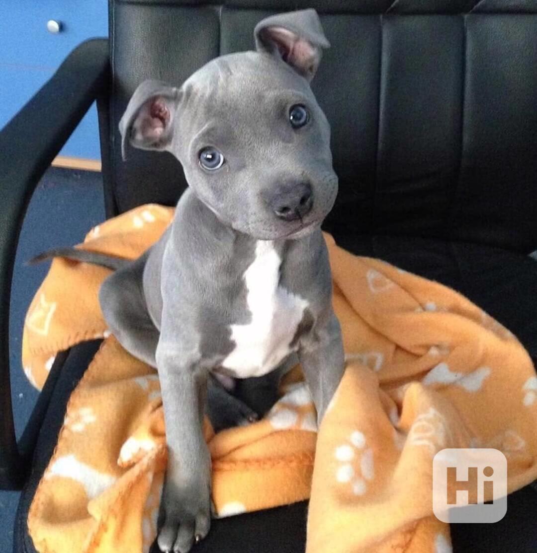 Štěňata amerického pitbulteriéra - foto 1