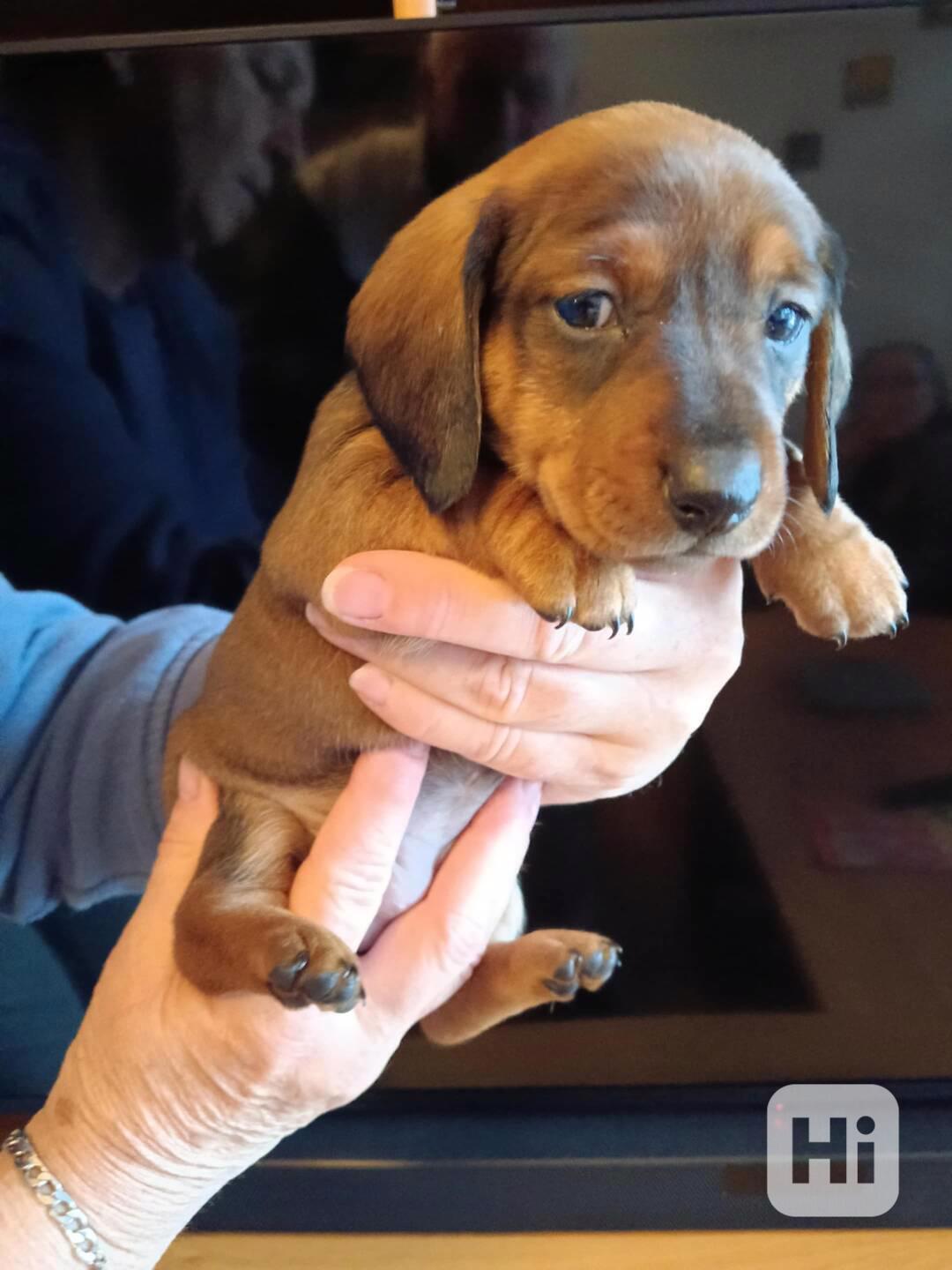 jezevčík - štěně - foto 1