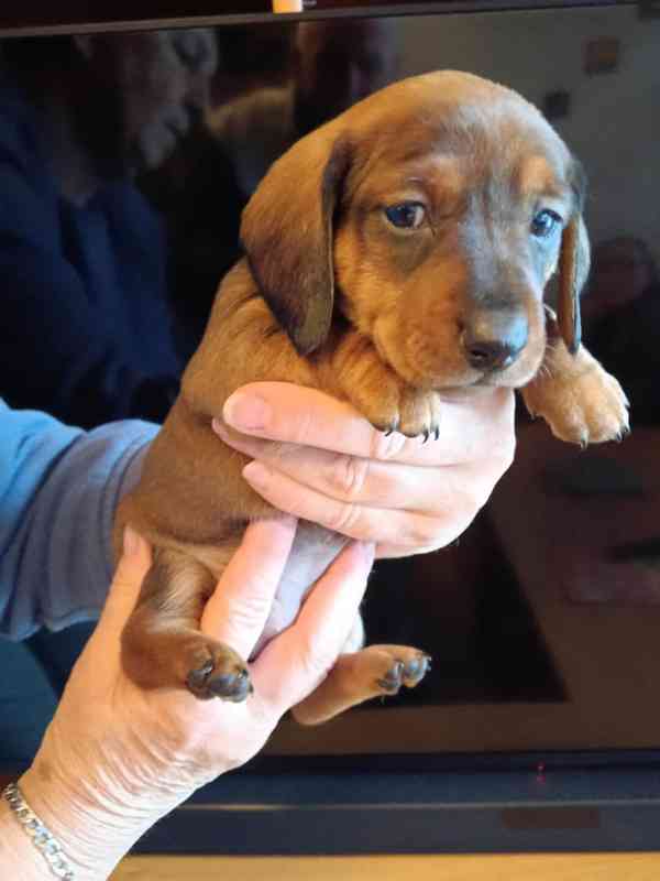 jezevčík - štěně - foto 1