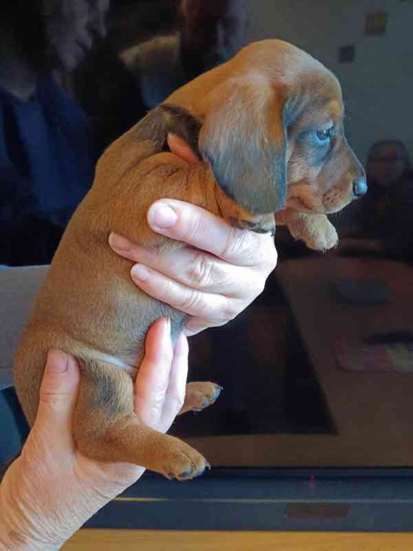 jezevčík - štěně - foto 2