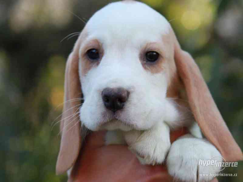 Beagle štěňata s PP - foto 2