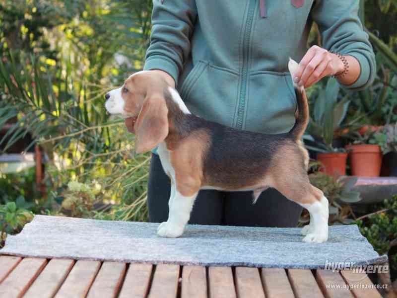 Beagle štěňata s PP - foto 3