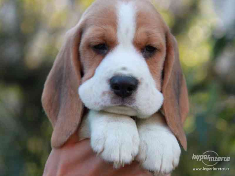 Beagle štěňata s PP - foto 4