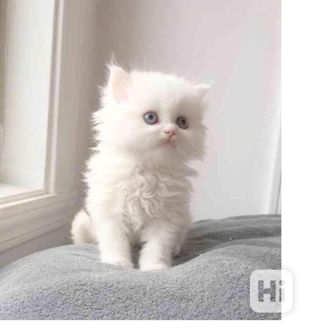 Perská koťata - foto 1