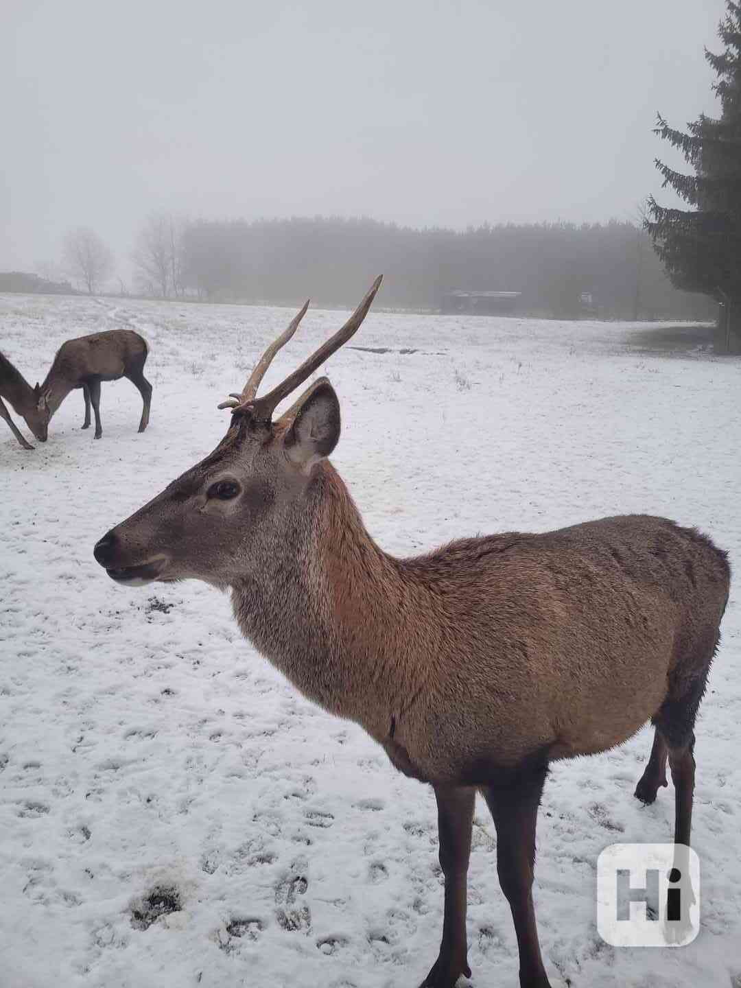 Prodáme jelínka evropského. - foto 1