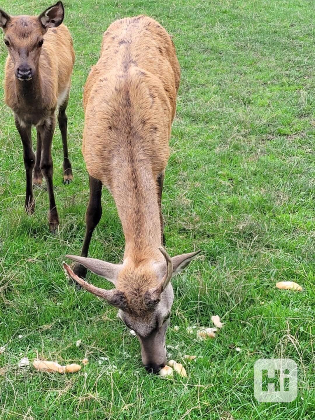 Prodáme jelínka evropského. - foto 1