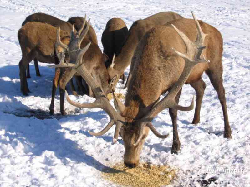 Prodáme jelínka evropského. - foto 5