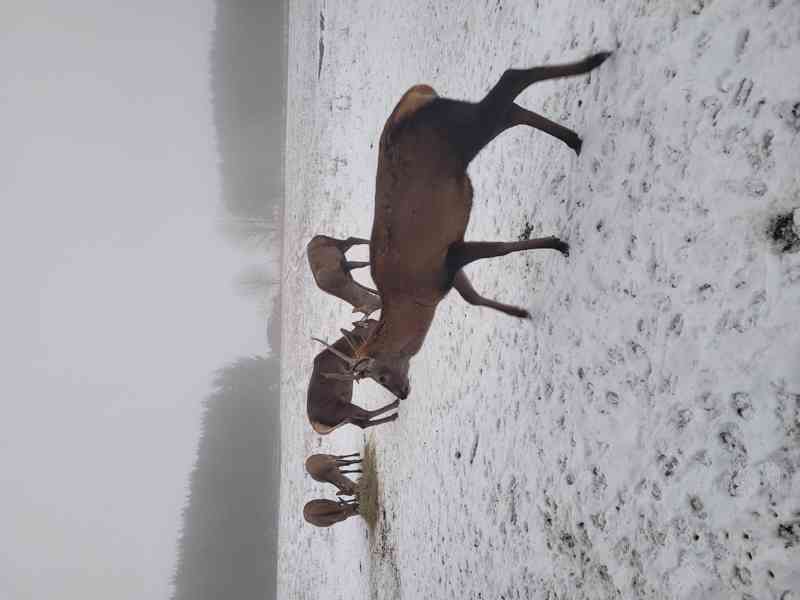 Prodáme jelínka evropského. - foto 3