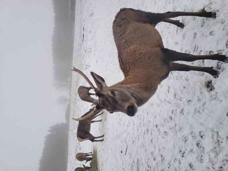 Prodáme jelínka evropského. - foto 2