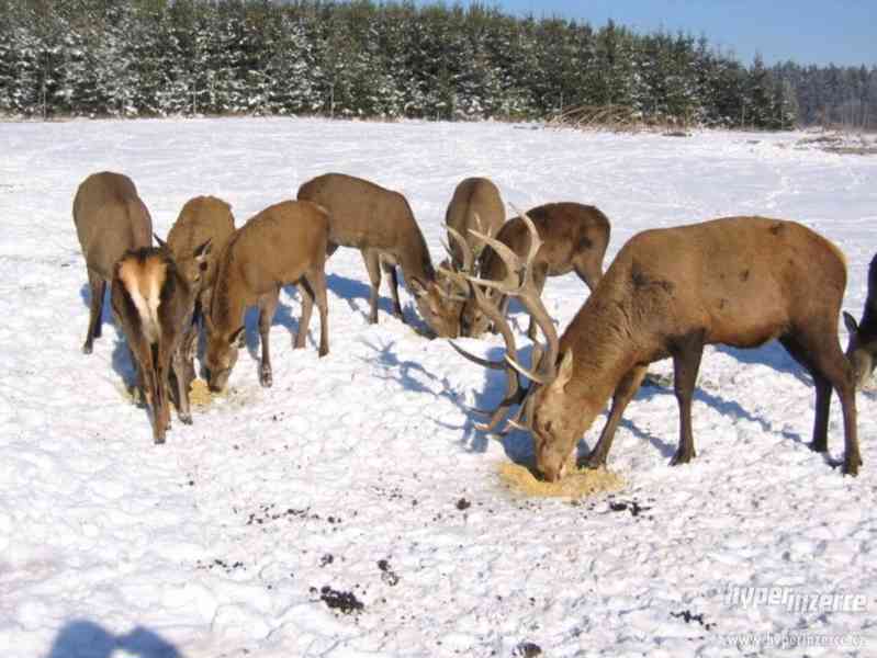 Prodáme jelínka evropského. - foto 4