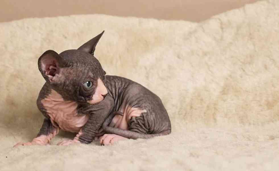 Registrovaná koťata Sphynx - foto 4