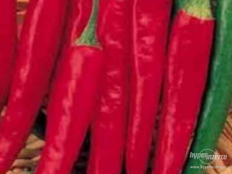 chilli Cayenne Long Slim - semena - foto 1