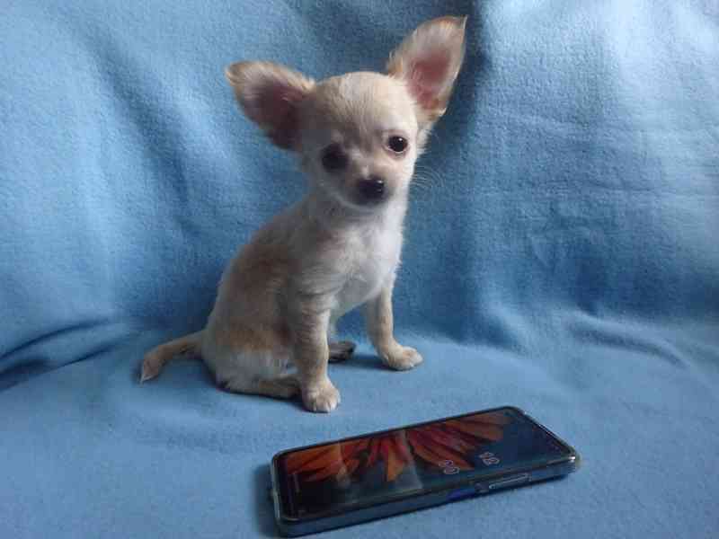🐶 Nabízím štěňátko čivavy – dlouhosrstý pejsek bez PP 🐾 - foto 4