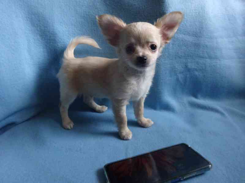 🐶 Nabízím štěňátko čivavy – dlouhosrstý pejsek bez PP 🐾 - foto 1