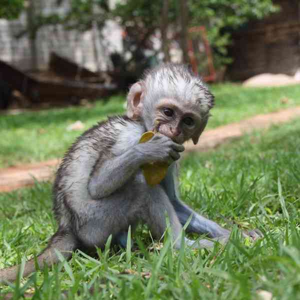 🐒 Krásná opičí mláďata na prodej