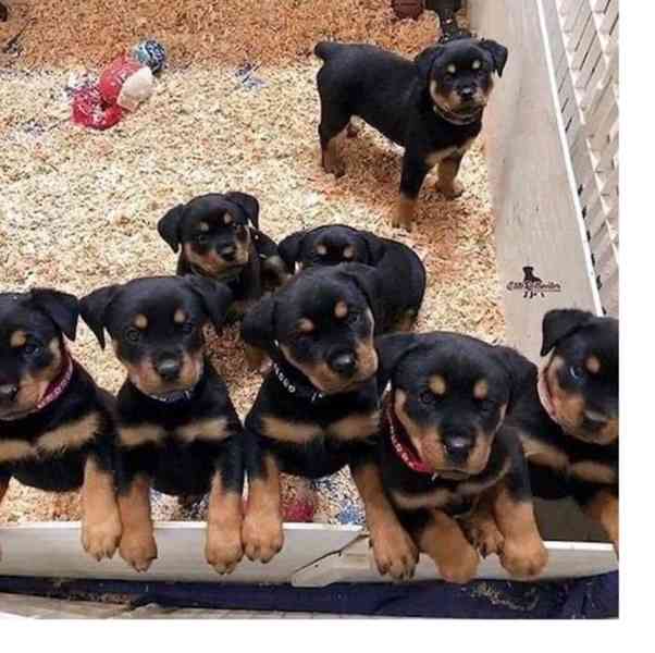 štěňata rotvajlera k adopci,, - foto 1