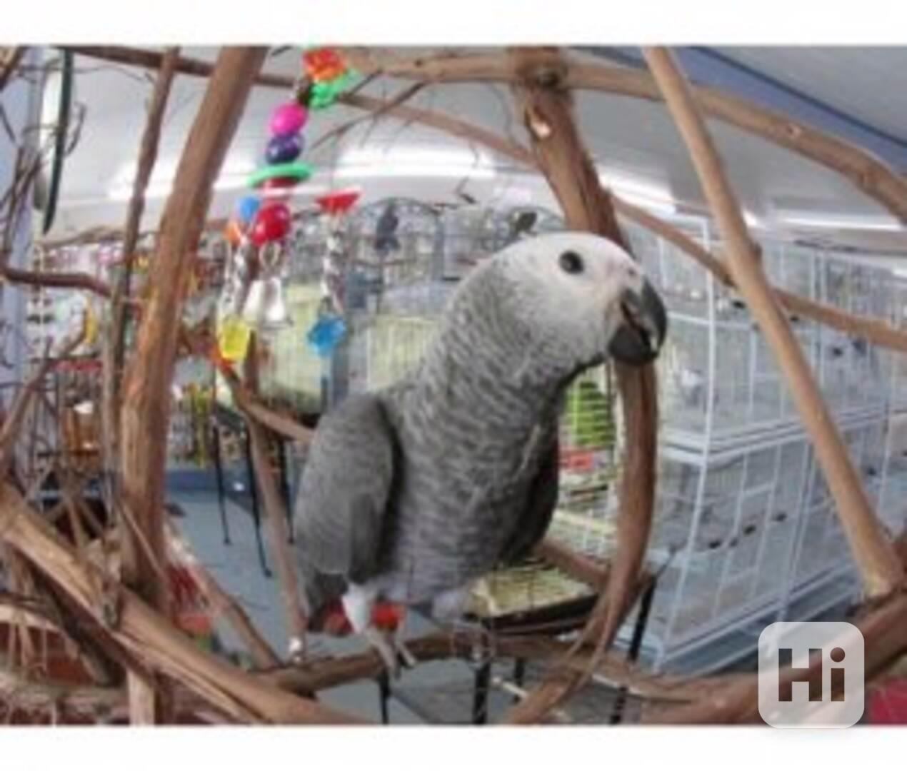 Upovídaní papoušci šedí afroameričtí - foto 1