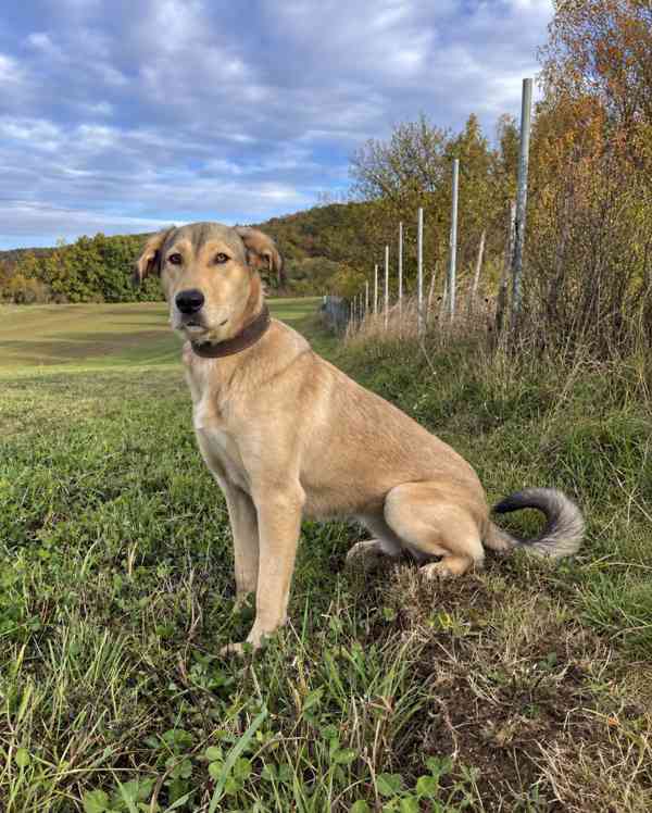 MATILDA - 35 kg, kastrovaná fenečka 2 roky  - foto 2