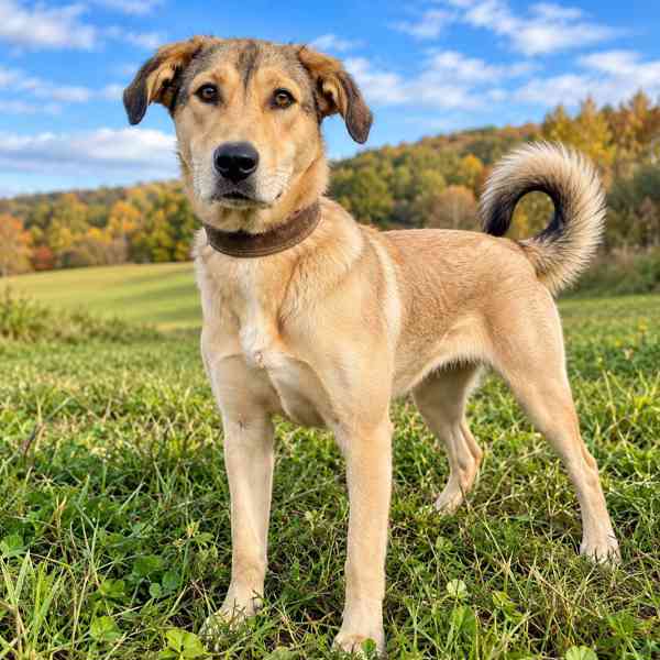 MATILDA - 35 kg, kastrovaná fenečka 2 roky  - foto 1