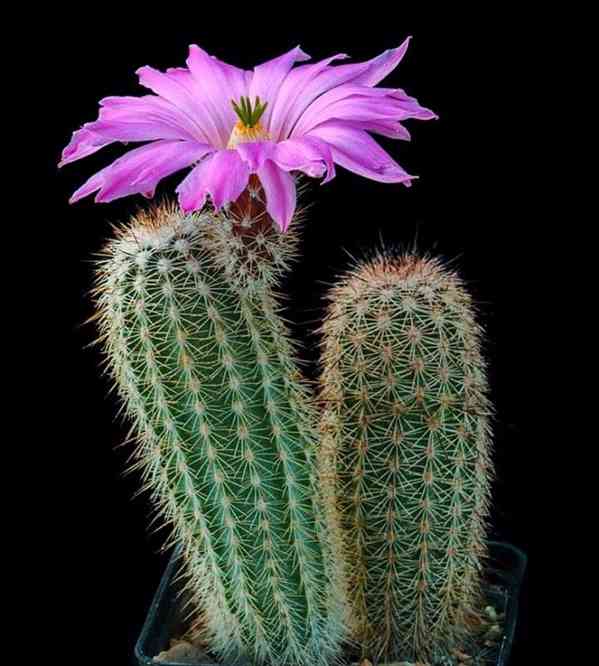 semena kaktus Echinocereus sciurus v. flo - foto 1