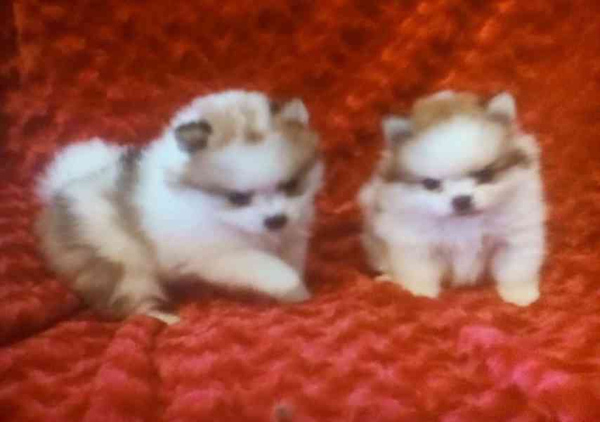 Pomeranian štěňata s pp - foto 1