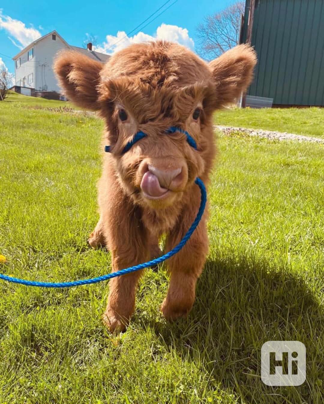 Přátelské mini krávy plemene Highlanders k adopci. - foto 1