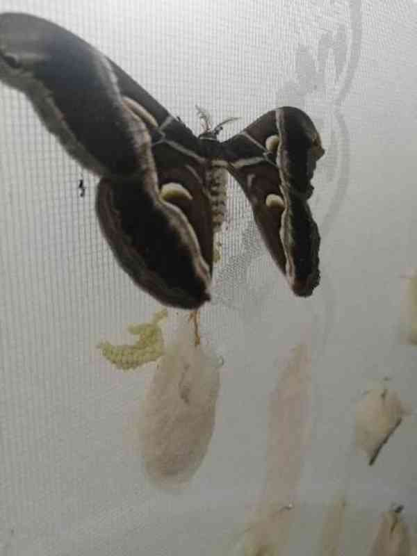 Philosamia cynthia forma ricini vajíčka motýla 