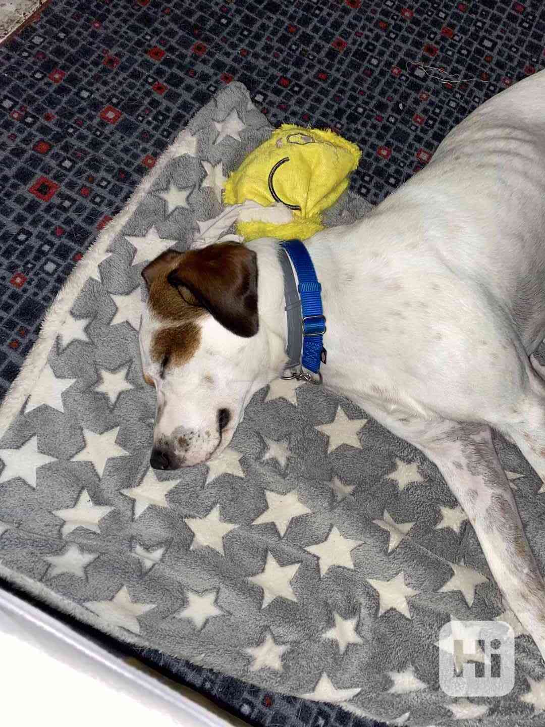 Daruji pejska - foto 1