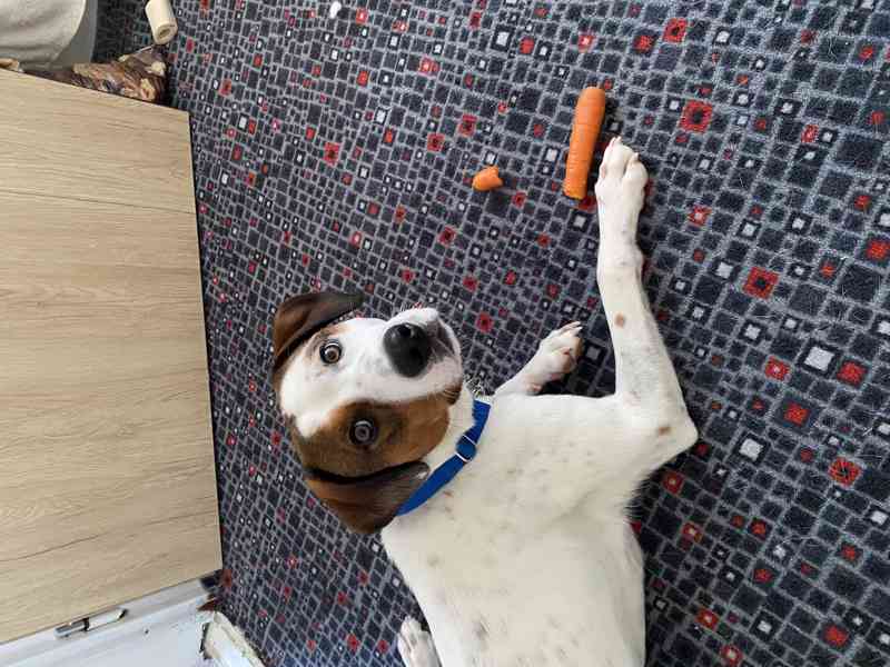 Daruji pejska - foto 4