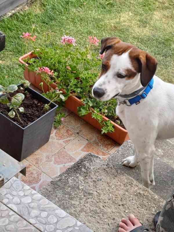 Daruji pejska - foto 3