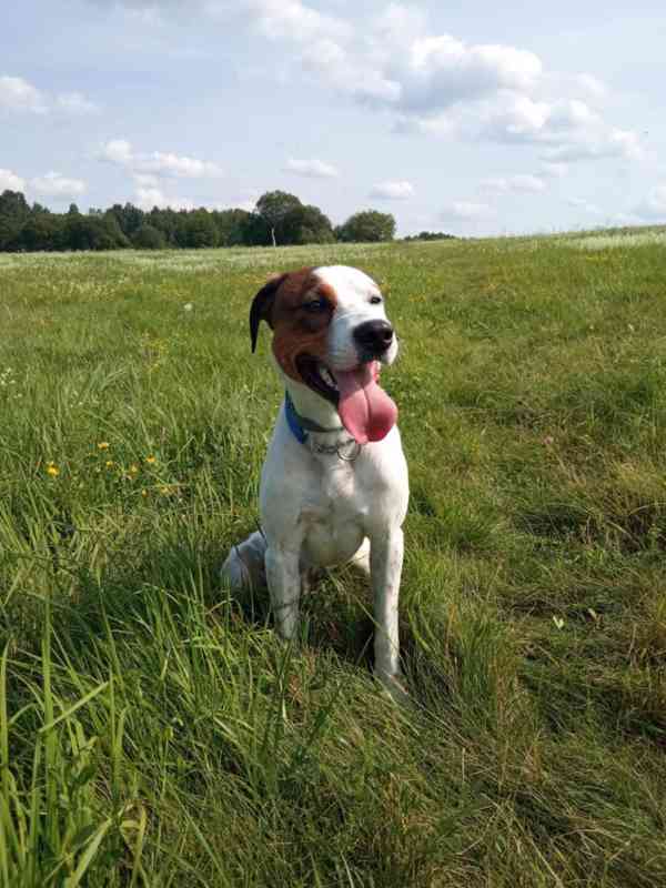 Daruji pejska - foto 2