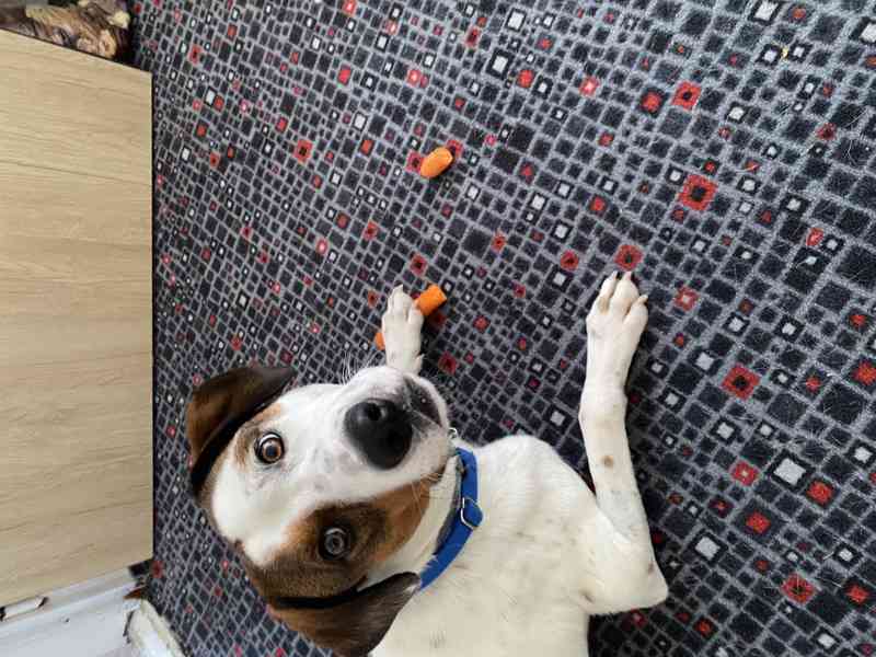 Daruji pejska - foto 5