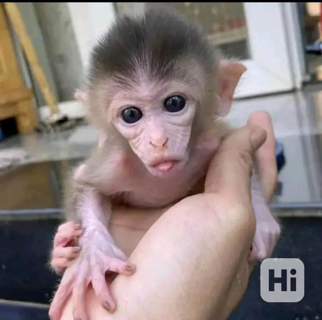   Kapucíni odchovaní mláďaty - foto 1