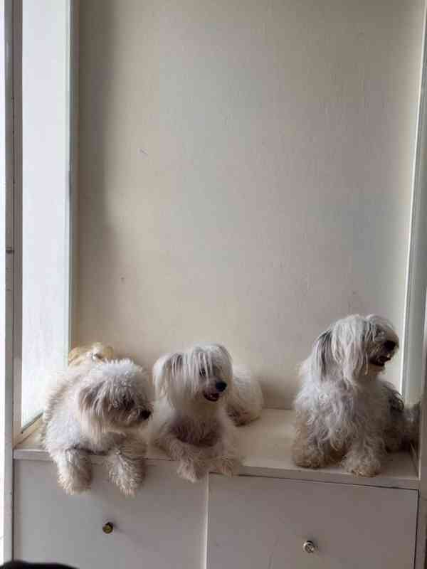 💖 Štěňata morkií hledají trvalý domov! 💖 - foto 1