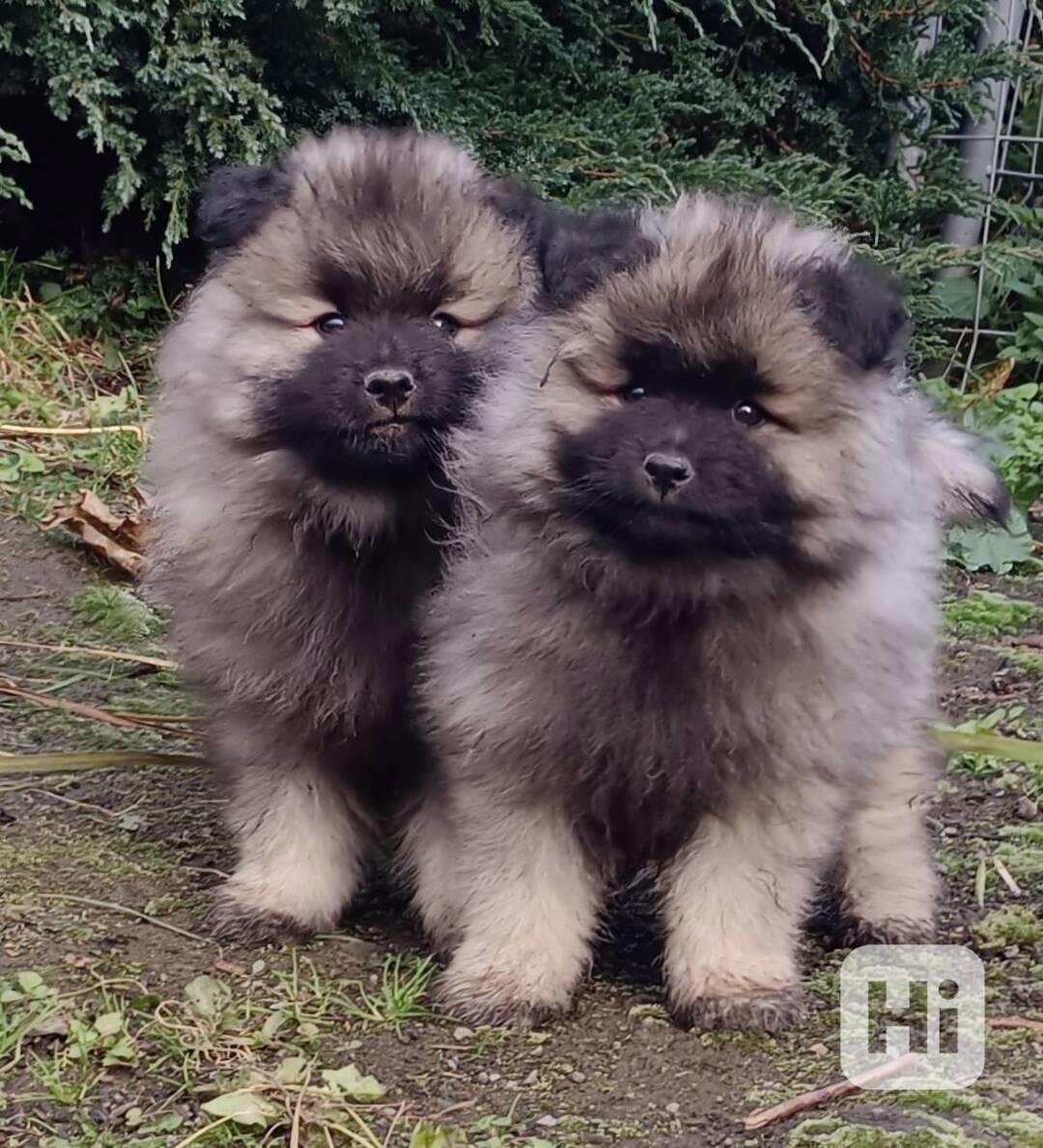 Německý špic vlčí / keeshond prodám krásná štěňata s PP - foto 1