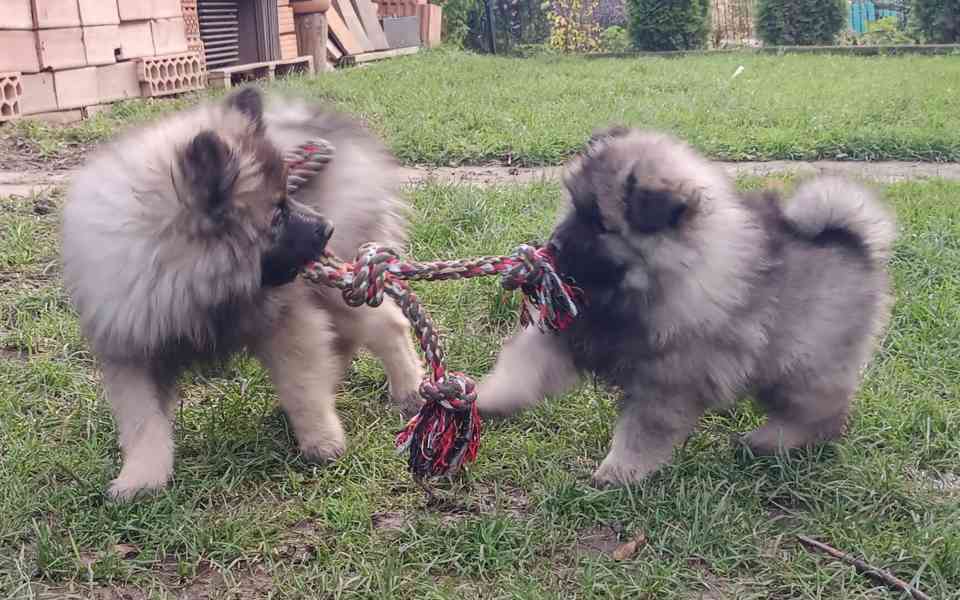 Německý špic vlčí / keeshond prodám krásná štěňata s PP - foto 6
