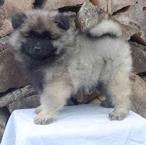 Německý špic vlčí / keeshond prodám krásná štěňata s PP - foto 16